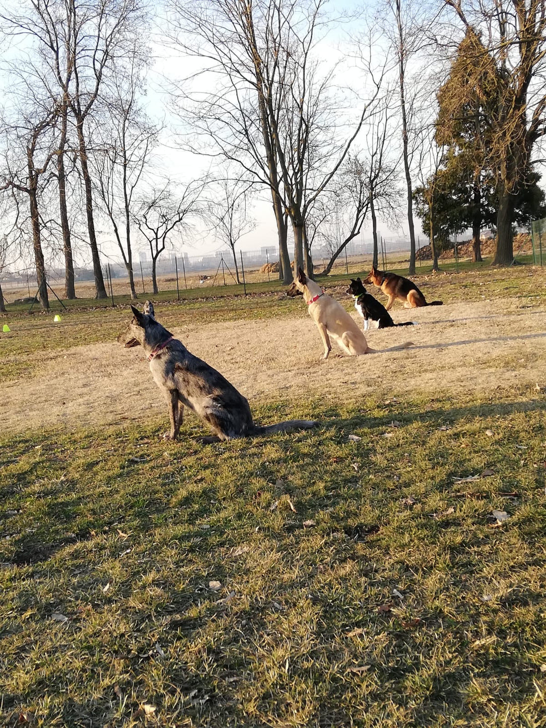 COME RENDERE IMPECCABILE L'OBBEDIENZA