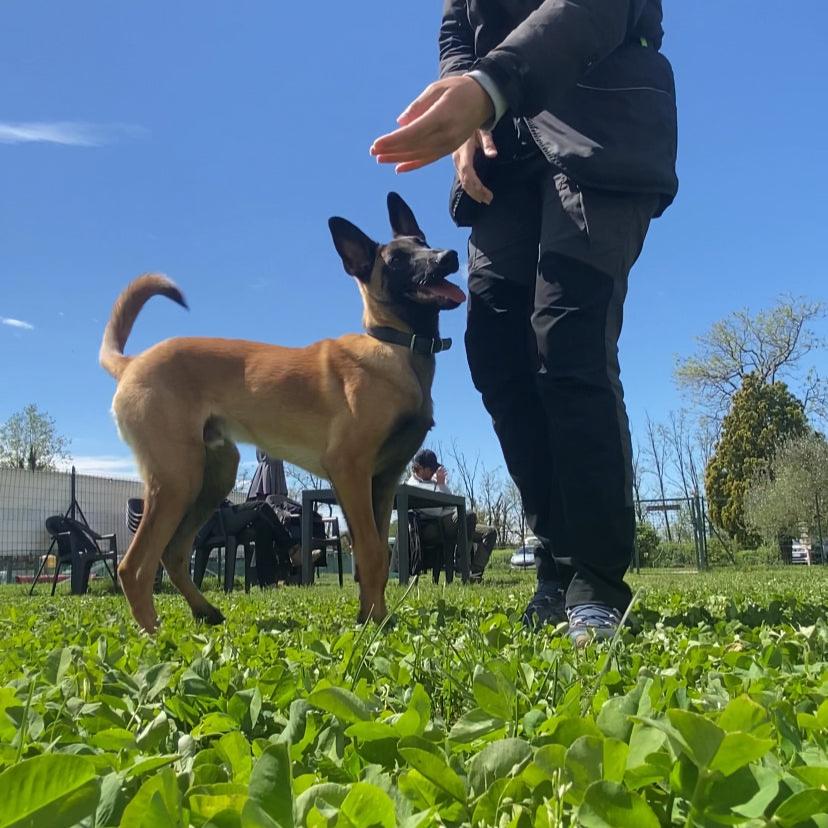 PROBLEMA DEL CANE O CONSAPEVOLEZZA?